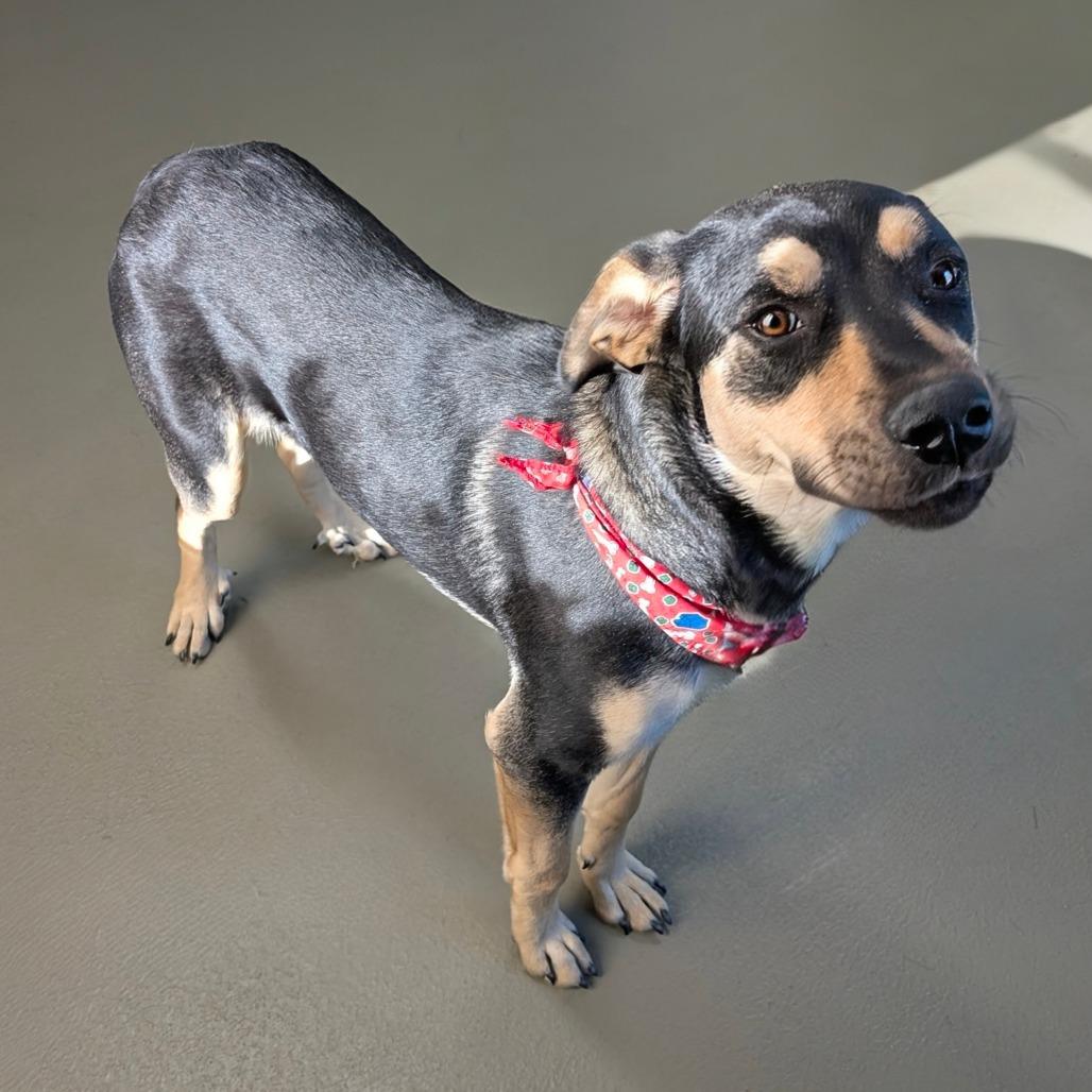 CoraLee, a Adoptable Mixed Breed in Walnut Cove, NC image 2/4