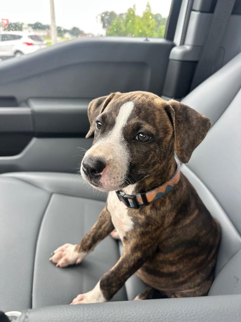 Zuzu, Adoptable, Puppy Female Mixed Breed.