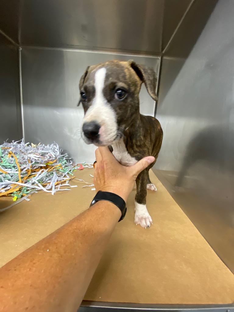 Zuzu, a Adoptable mixed breed in Cartersville , GA image 2/2