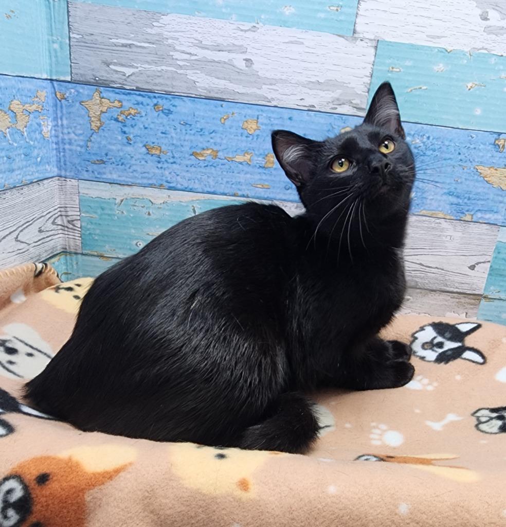 Oreo, Adoptable, Young Male Domestic Short Hair.