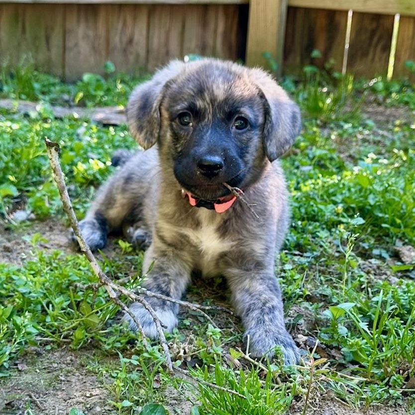 Bailey, a ADOPTABLE mixed breed in Richmond, VA image 3/5