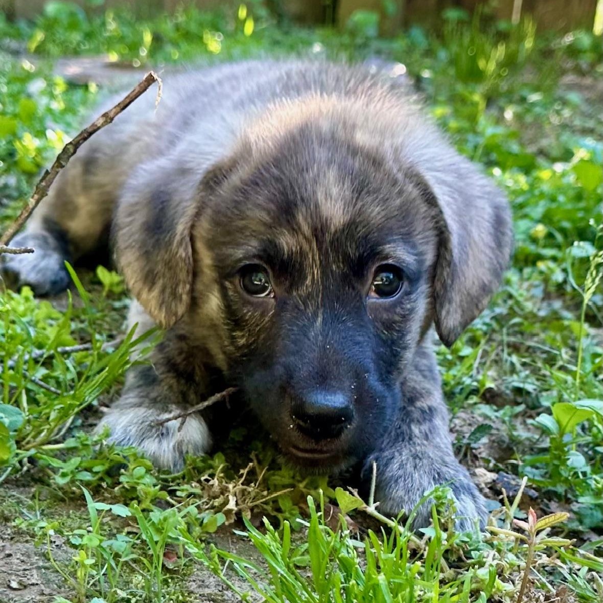 Bailey, a ADOPTABLE mixed breed in Richmond, VA image 1/5