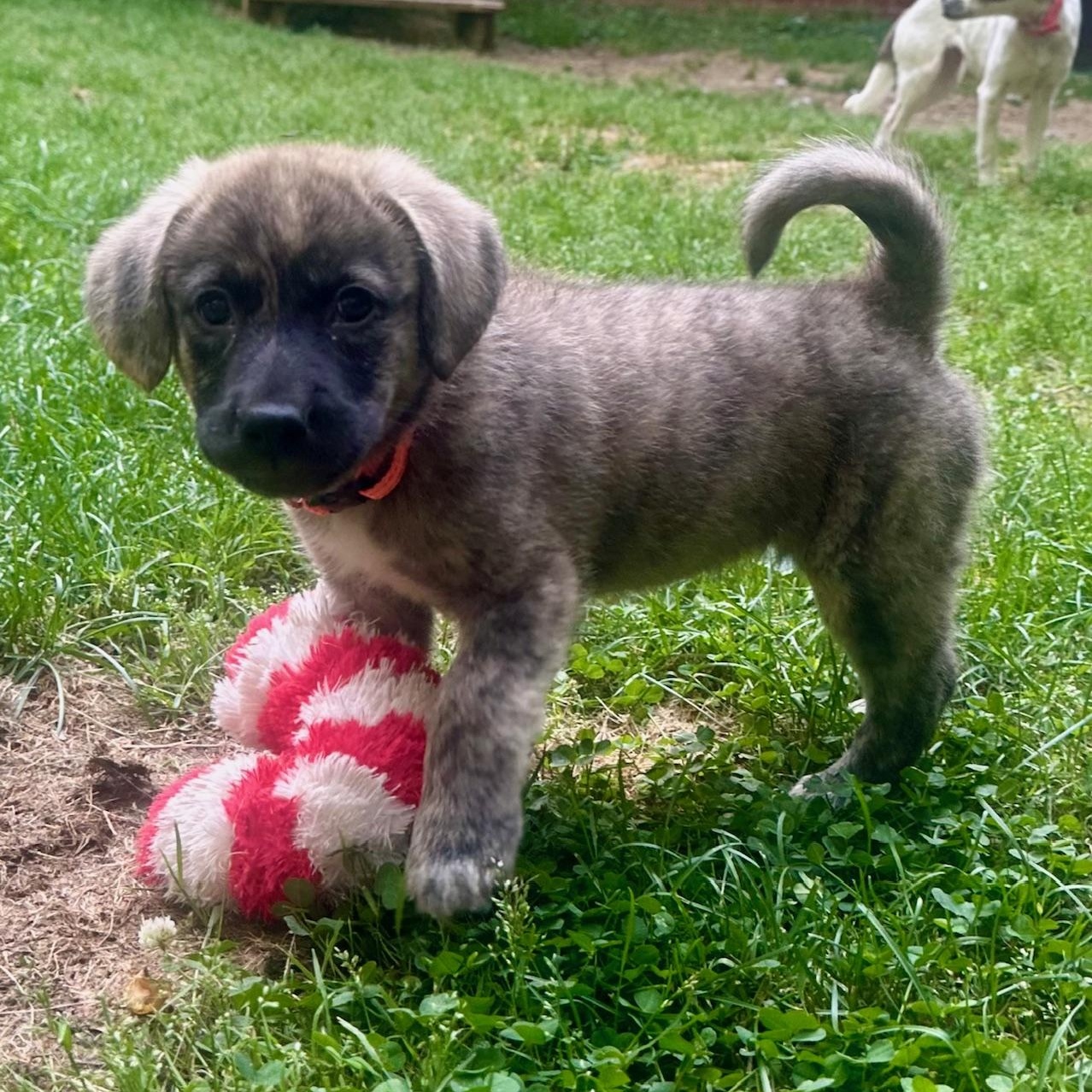 Bailey, a ADOPTABLE mixed breed in Richmond, VA image 4/5