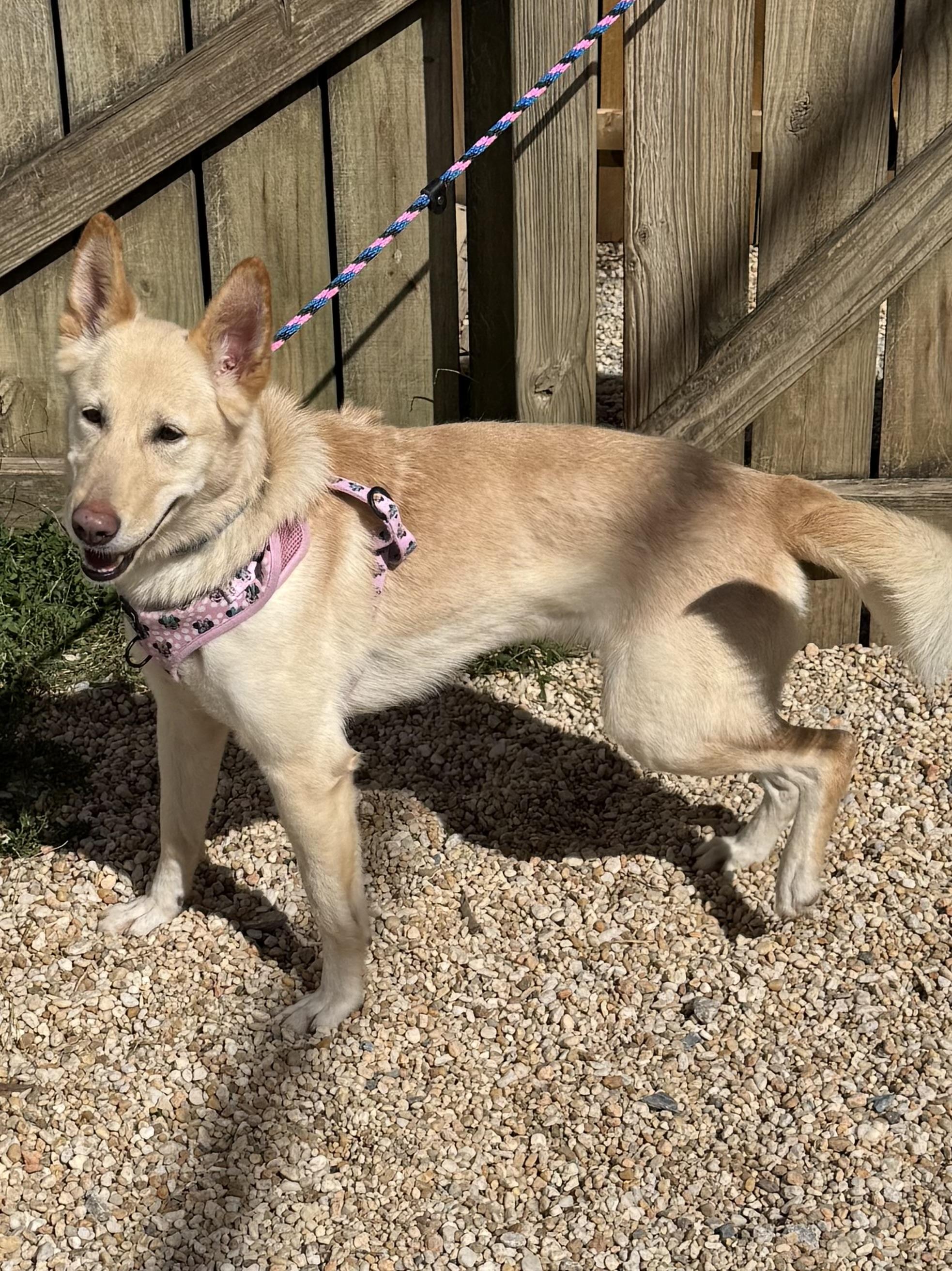 Angelica, a Adoptable mixed breed in Ellicott City, MD image 2/2