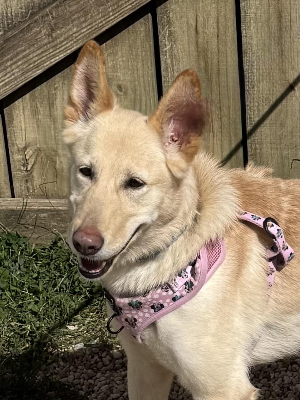 Angelica, a Adoptable mixed breed in Ellicott City, MD image 1/2