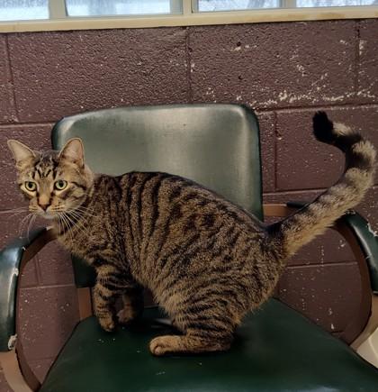 Enlarge Cooper, a ADOPTABLE Domestic Short Hair in Boyne City, MI image 2/2