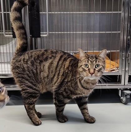 Cooper, ADOPTABLE, Adult Male Domestic Short Hair.