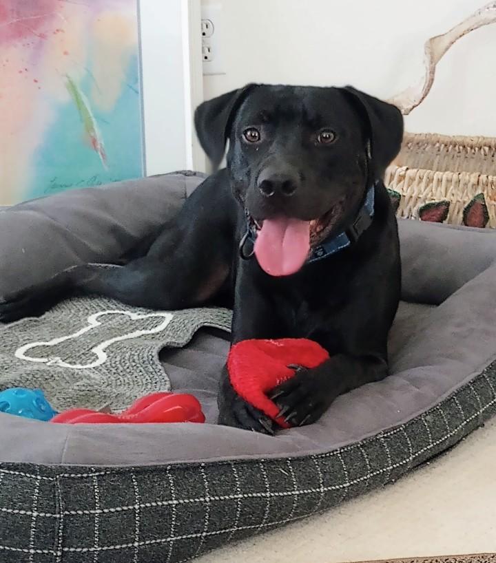 Enlarge Lovebug Cole , a Adoptable mixed breed in Milwaukee, WI image 3/6