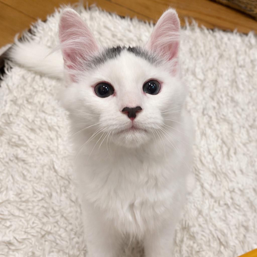 Enlarge Tinky Winky, a ADOPTABLE Domestic Medium Hair in Bethel, CT image 4/6