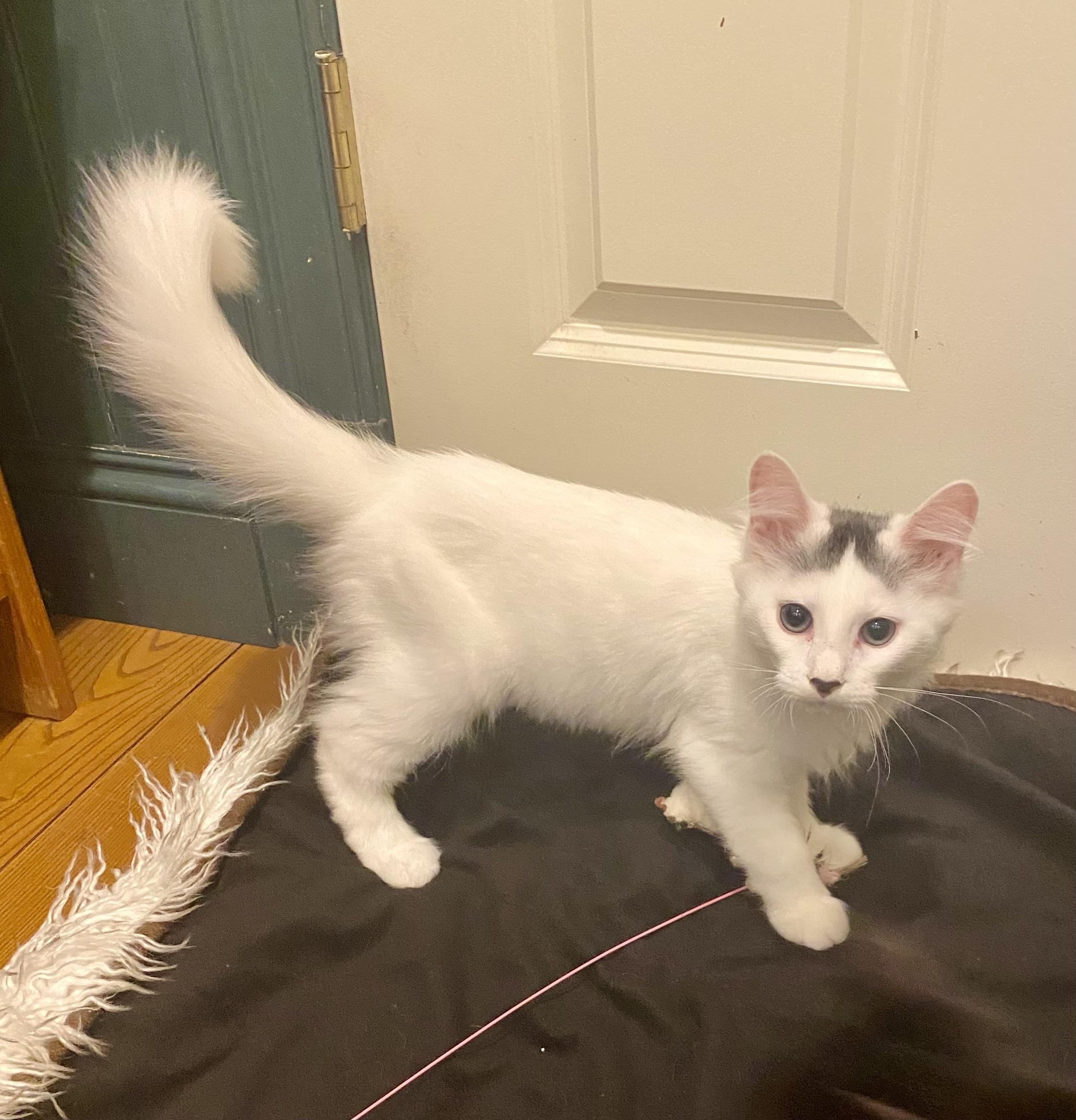 Enlarge Tinky Winky, a ADOPTABLE Domestic Medium Hair in Bethel, CT image 5/6