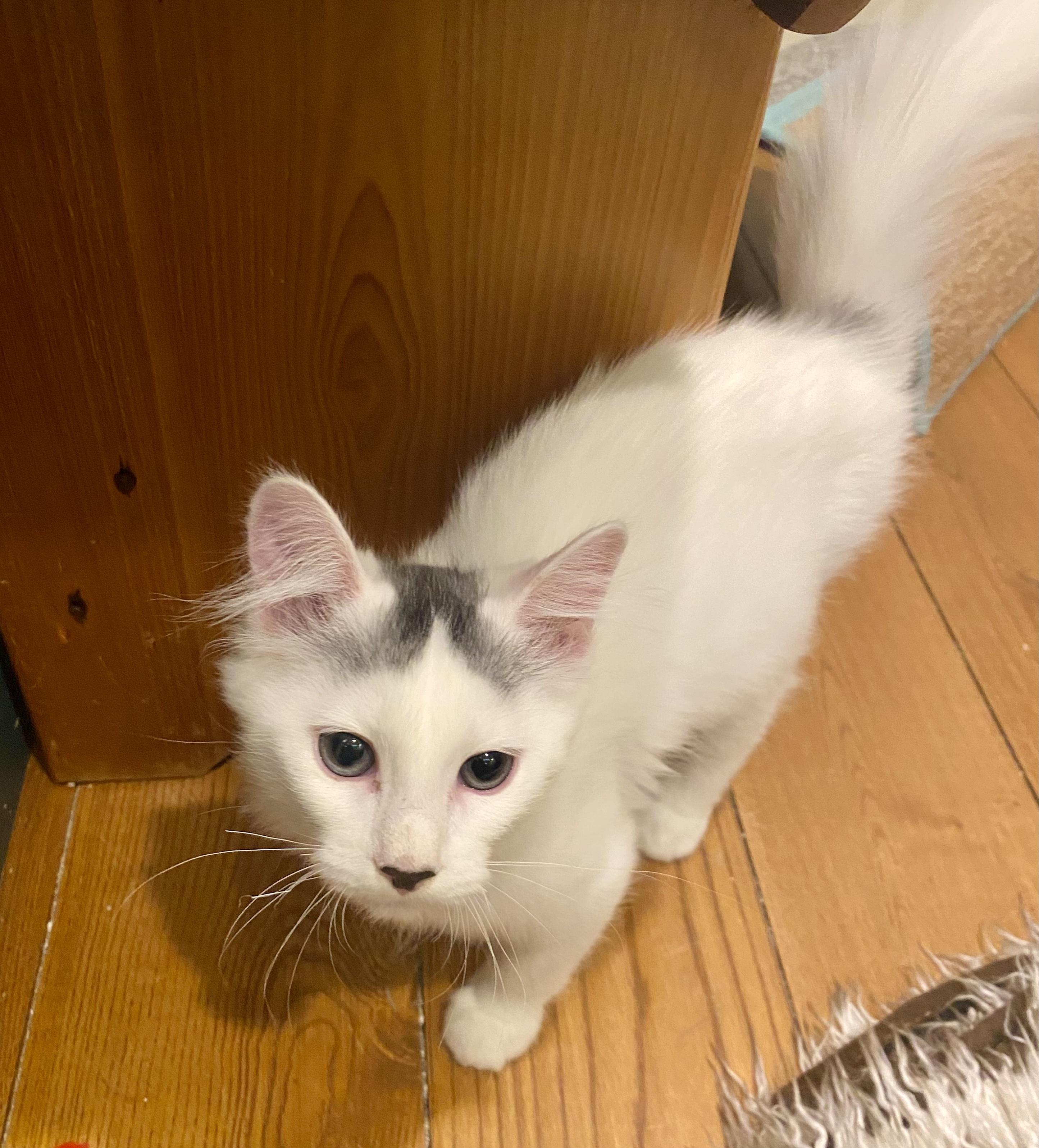 Enlarge Tinky Winky, a ADOPTABLE Domestic Medium Hair in Bethel, CT image 6/6