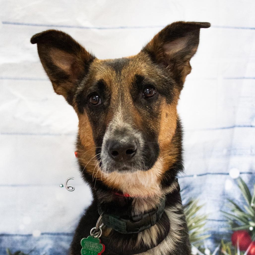 Enlarge River Aspen, a Adoptable Shepherd in Lakewood, CO image 1/2