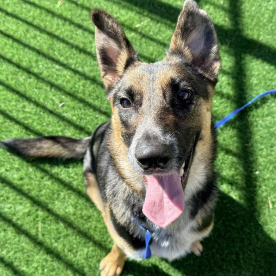 Enlarge River Aspen, a Adoptable Shepherd in Lakewood, CO image 2/2