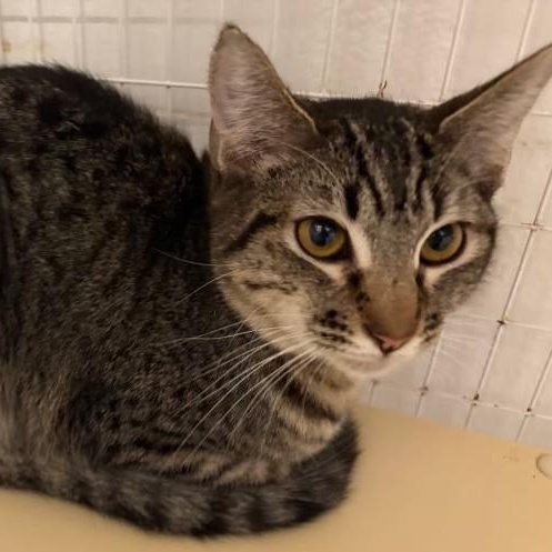 Enlarge Earl, a ADOPTABLE Tabby in Lompoc, CA image 1/1