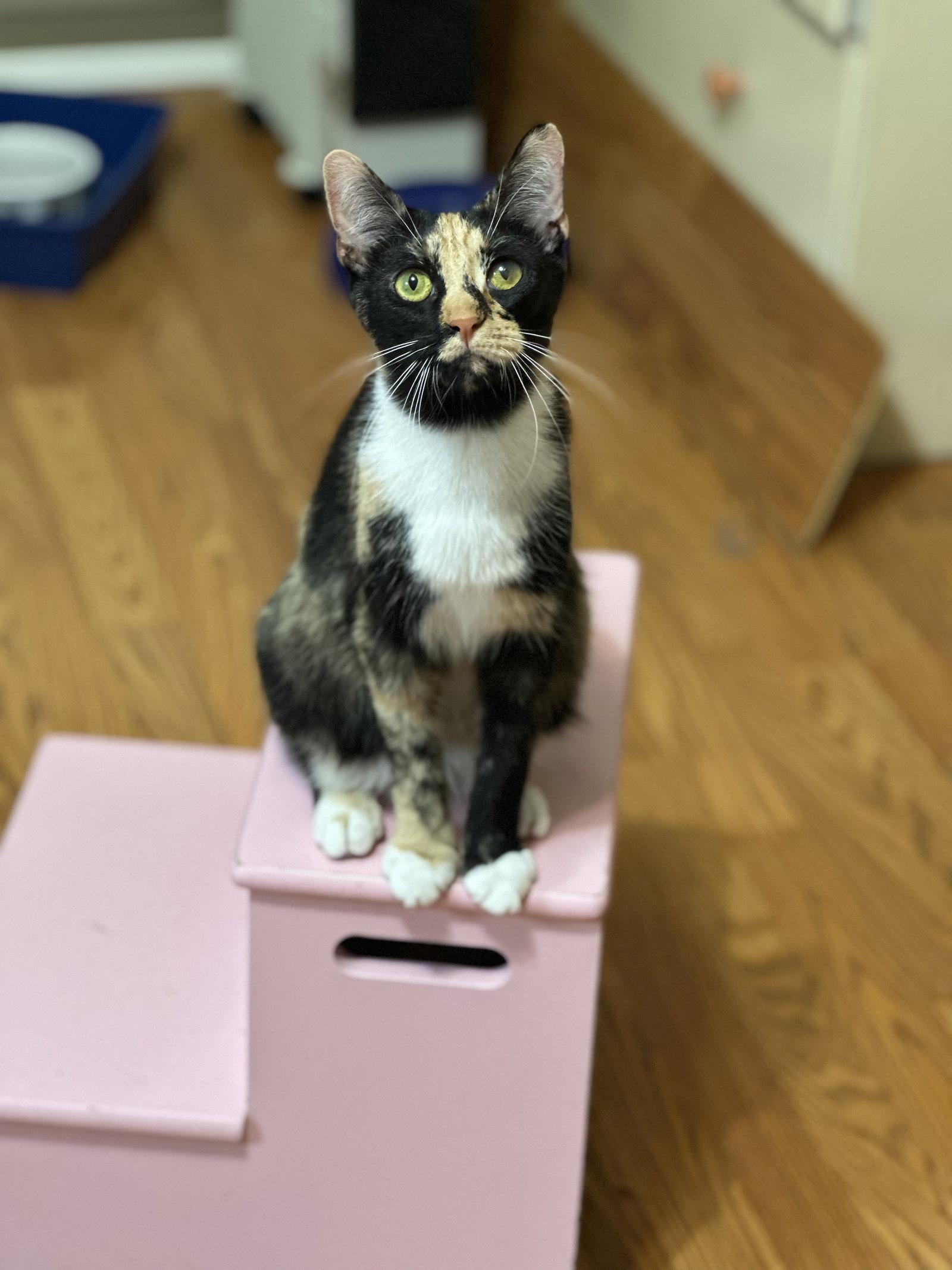 Enlarge Quill, a Adoptable Domestic Short Hair in Newtown Square, PA image 1/3