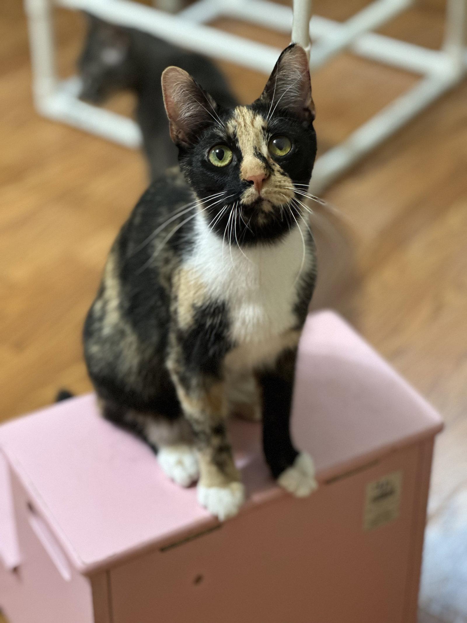Enlarge Quill, a Adoptable Domestic Short Hair in Newtown Square, PA image 2/3