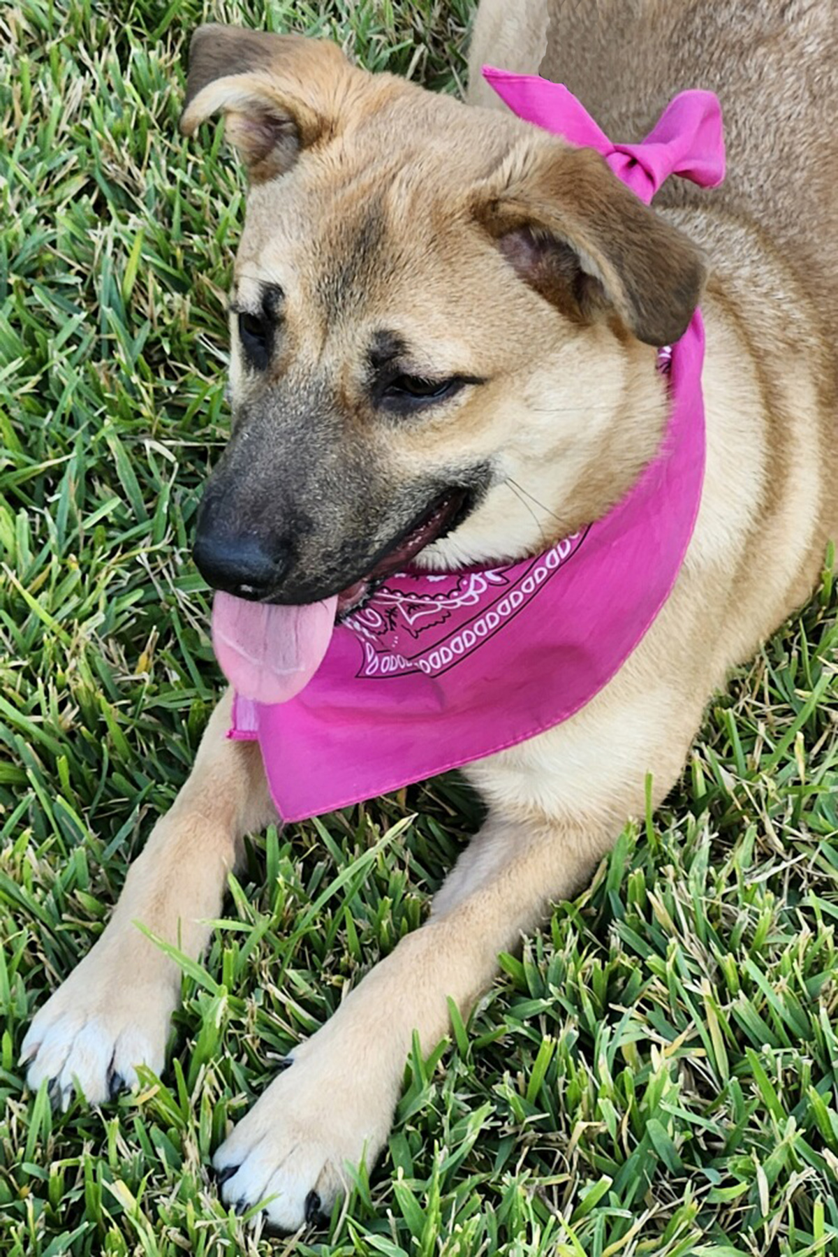 Enlarge PRECIOUS - GORGEOUS GIRL, a Adoptable mixed breed in Harrisburg, PA image 6/6