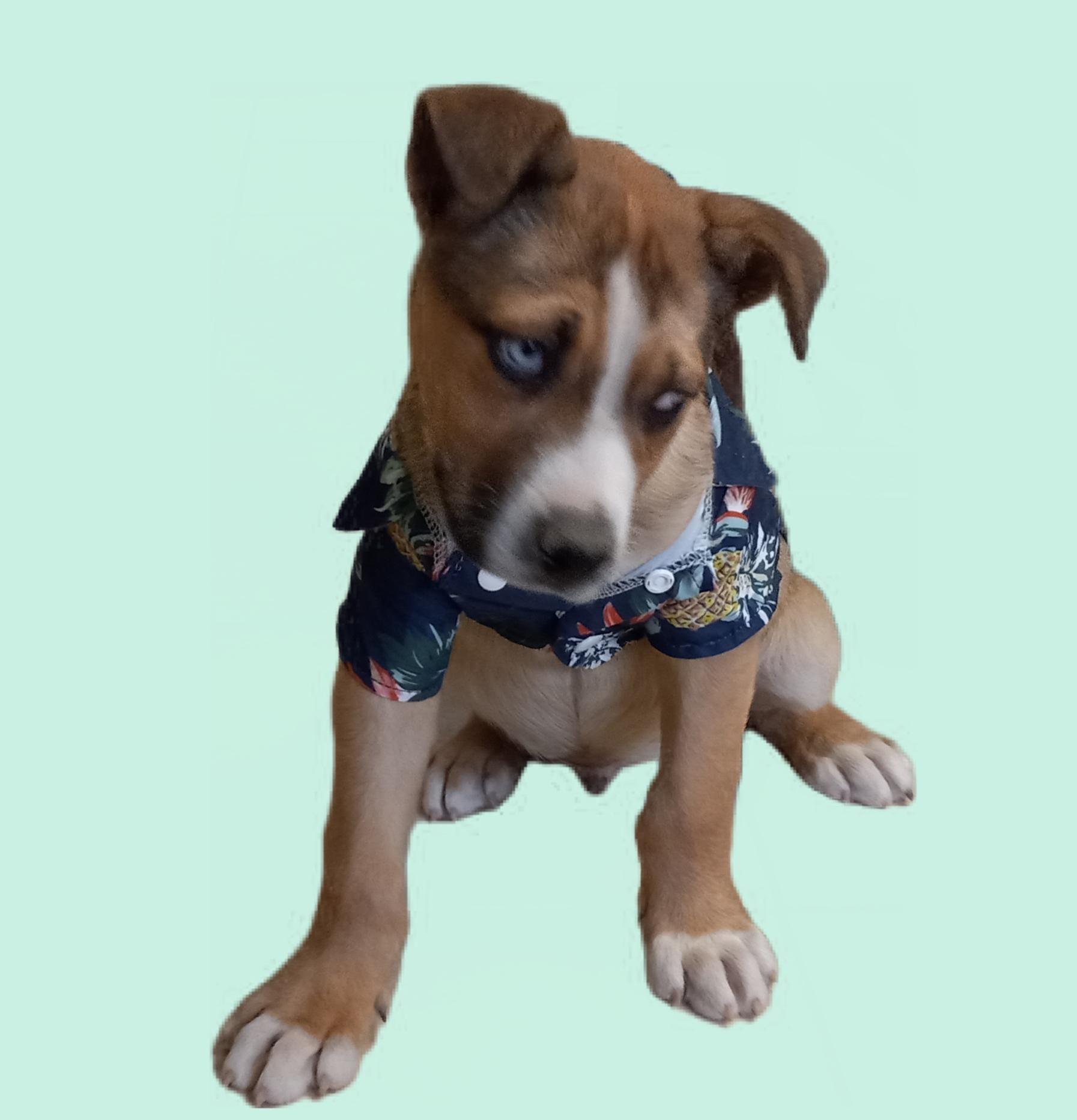 Diesel, a Adoptable mixed breed in El Paso, TX image 2/4