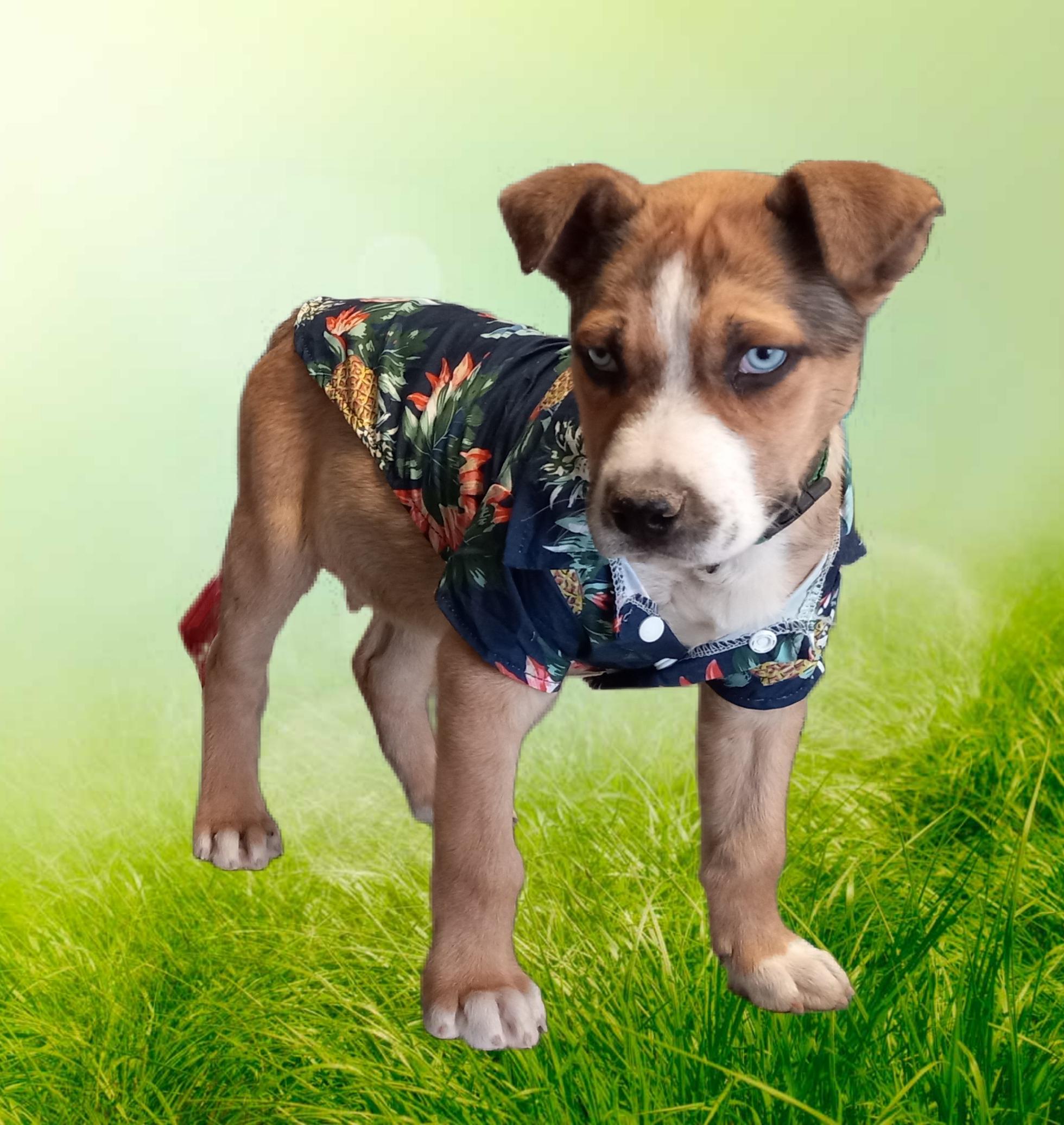 Diesel, a Adoptable mixed breed in El Paso, TX image 3/4