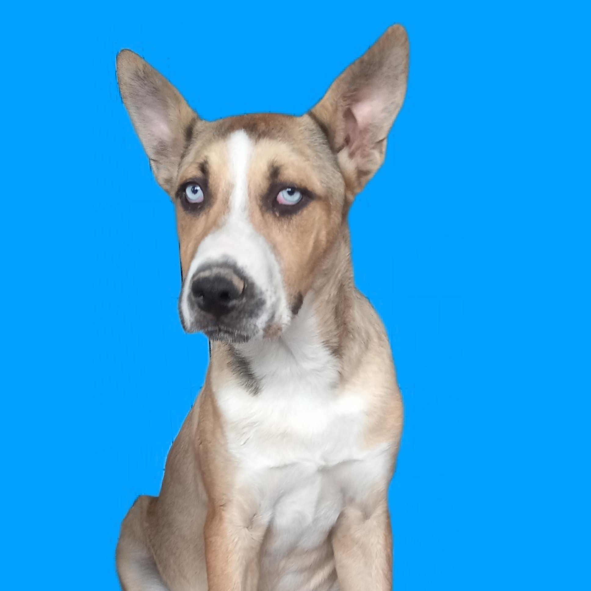 Diesel, a Adoptable mixed breed in El Paso, TX image 1/4