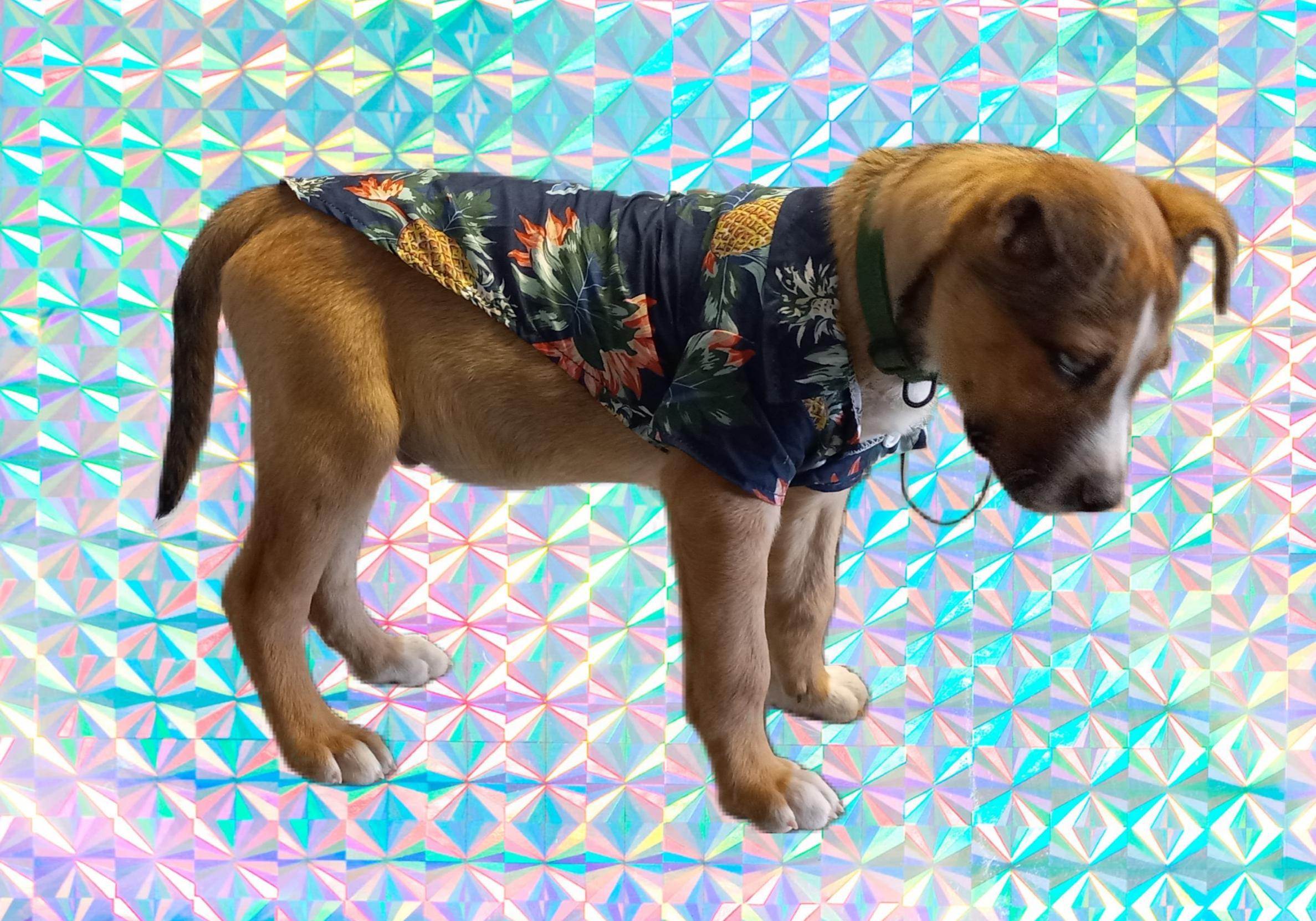 Diesel, a Adoptable mixed breed in El Paso, TX image 4/4