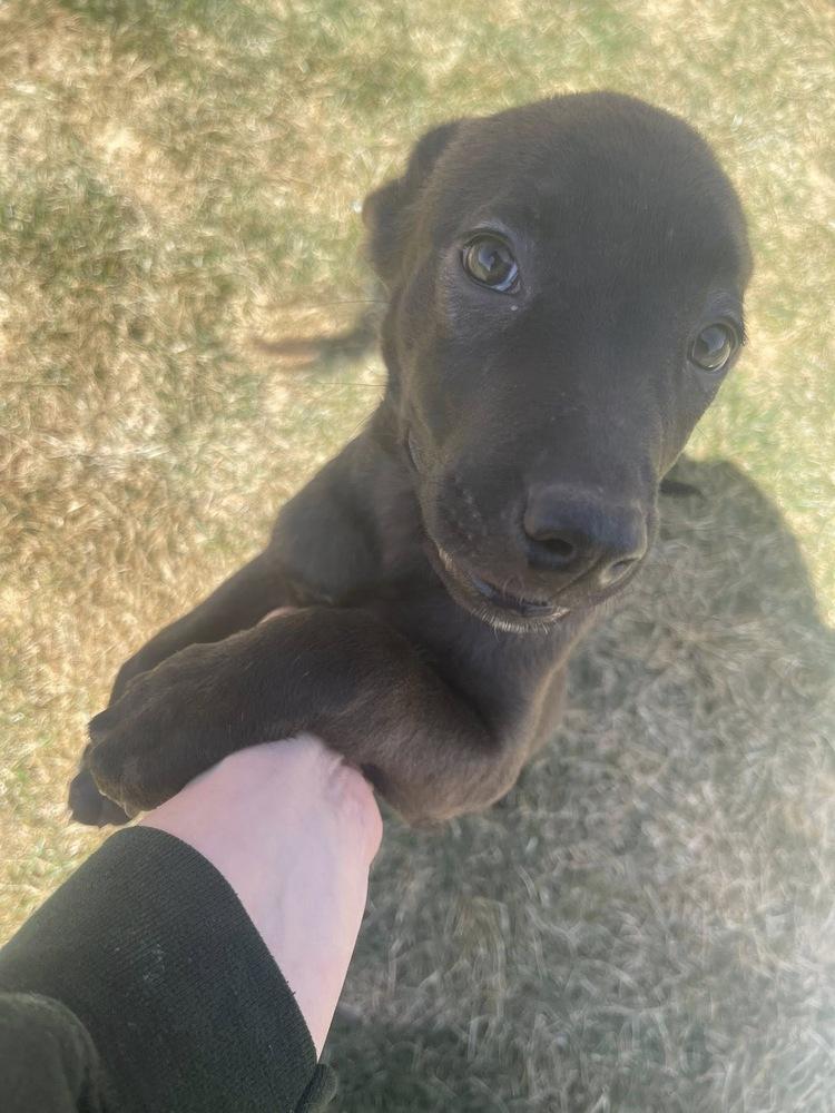 Stella, Adoptable, Puppy Female Labrador Retriever.