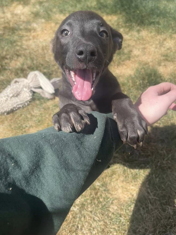 Enlarge Stella, a Adoptable mixed breed in Colorado Springs, CO image 2/4