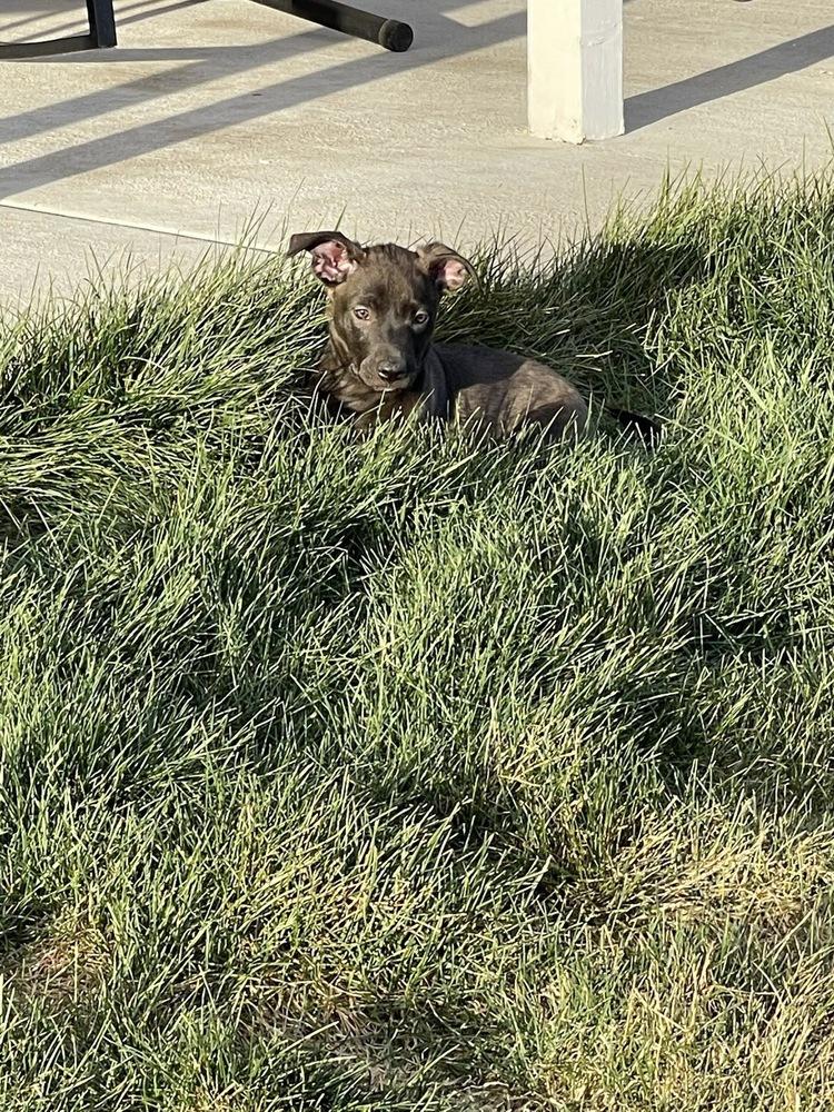 Enlarge Stella, a Adoptable mixed breed in Colorado Springs, CO image 3/4