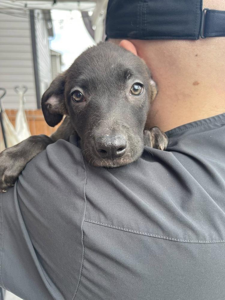 Enlarge Stella, a Adoptable mixed breed in Colorado Springs, CO image 4/4
