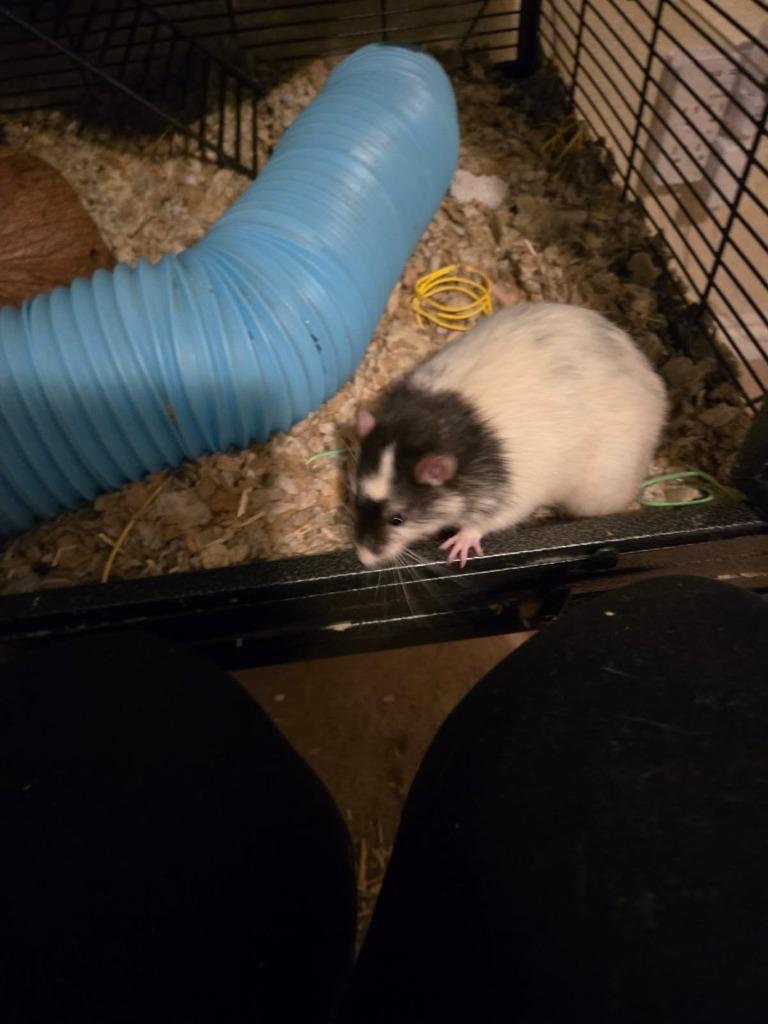 Ying, Adopted, Baby Male Rat.