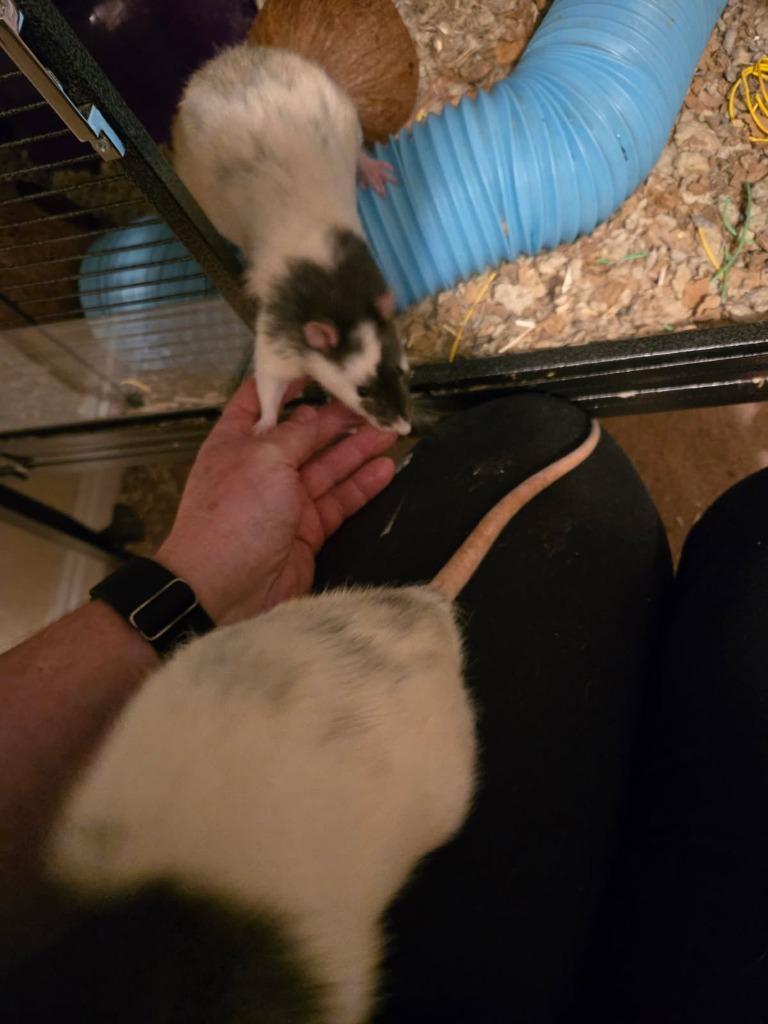 Ying, a Adopted Rat in Eagle Mountain, UT image 2/2