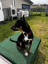 Willy, an adopted Mixed Breed in Potsdam, NY image 2/6