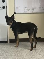 Willy, an adopted Mixed Breed in Potsdam, NY image 4/6