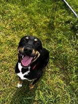Willy, adopted, Young Male Mixed Breed.