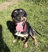 Willy, an adopted Mixed Breed in Potsdam, NY image 6/6