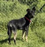 Willy, an adopted Mixed Breed in Potsdam, NY image 5/6