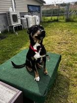 Willy, an adopted Mixed Breed in Potsdam, NY image 3/6