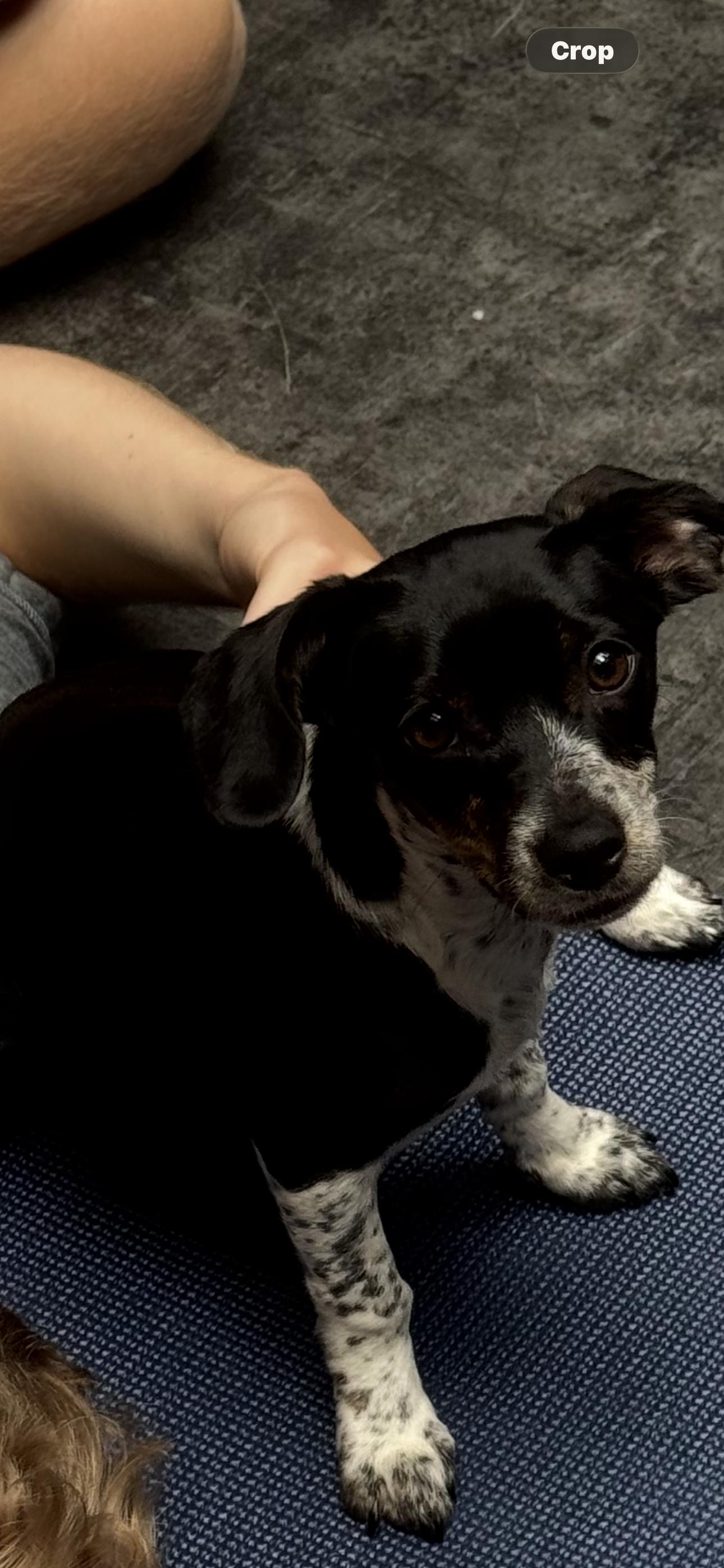 Tinker, ADOPTABLE, Puppy Female Chiweenie.