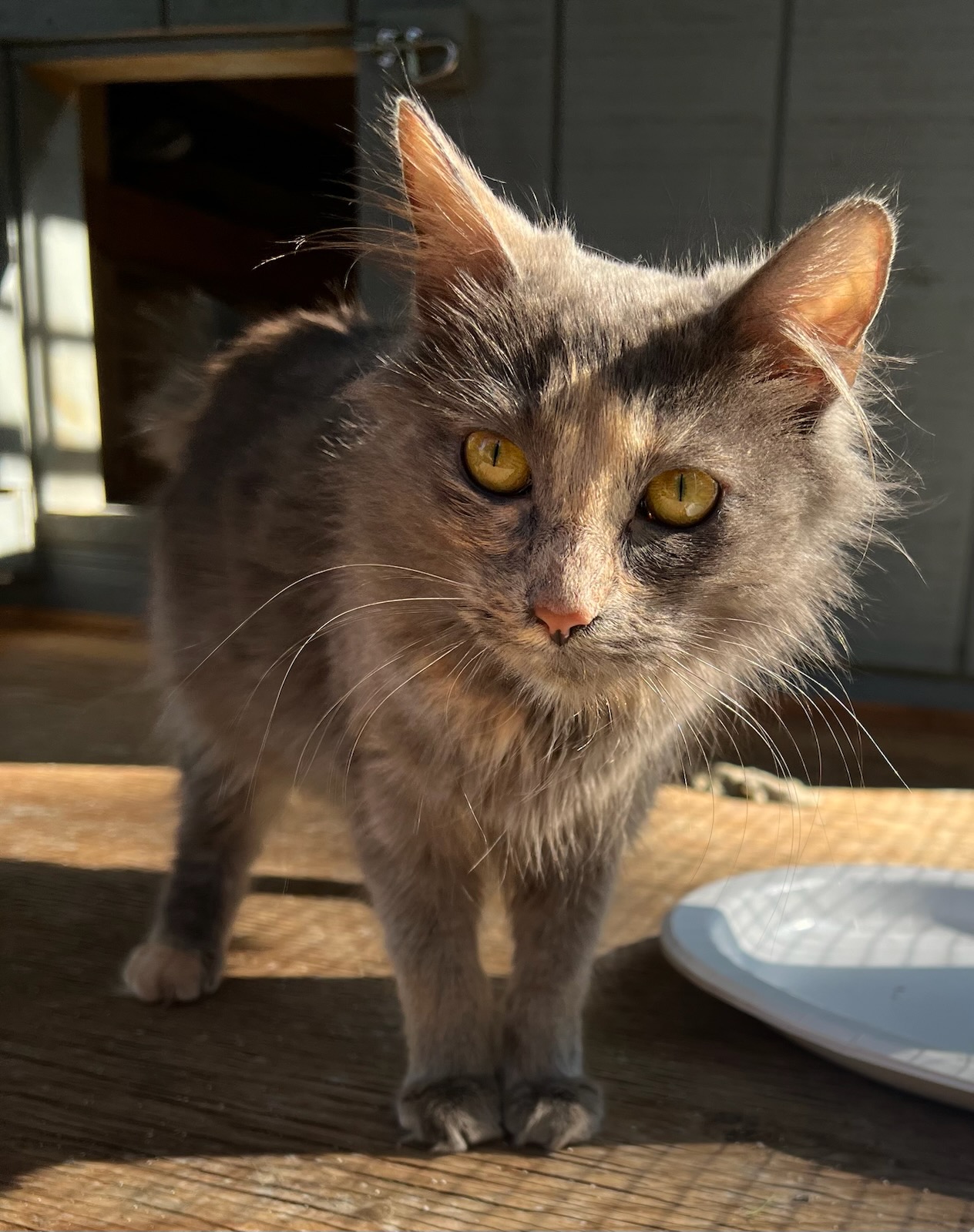 Autumn, Adopted, Young Female Dilute Tortoiseshell & Domestic Long Hair.