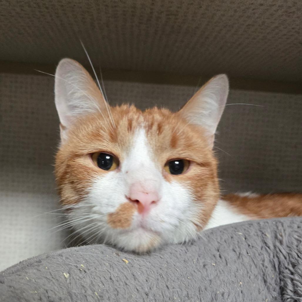Enlarge Leo, a ADOPTABLE Domestic Short Hair in Graham, TX image 1/2