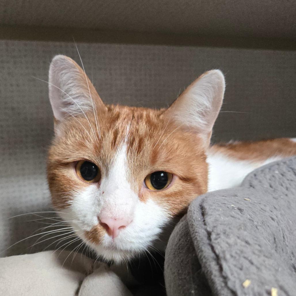 Enlarge Leo, a ADOPTABLE Domestic Short Hair in Graham, TX image 2/2