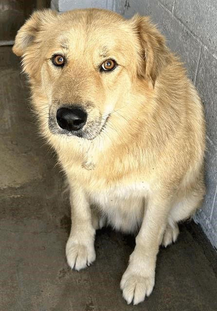Enlarge Leo, a Adopted mixed breed in Salt Lake City, UT image 1/1