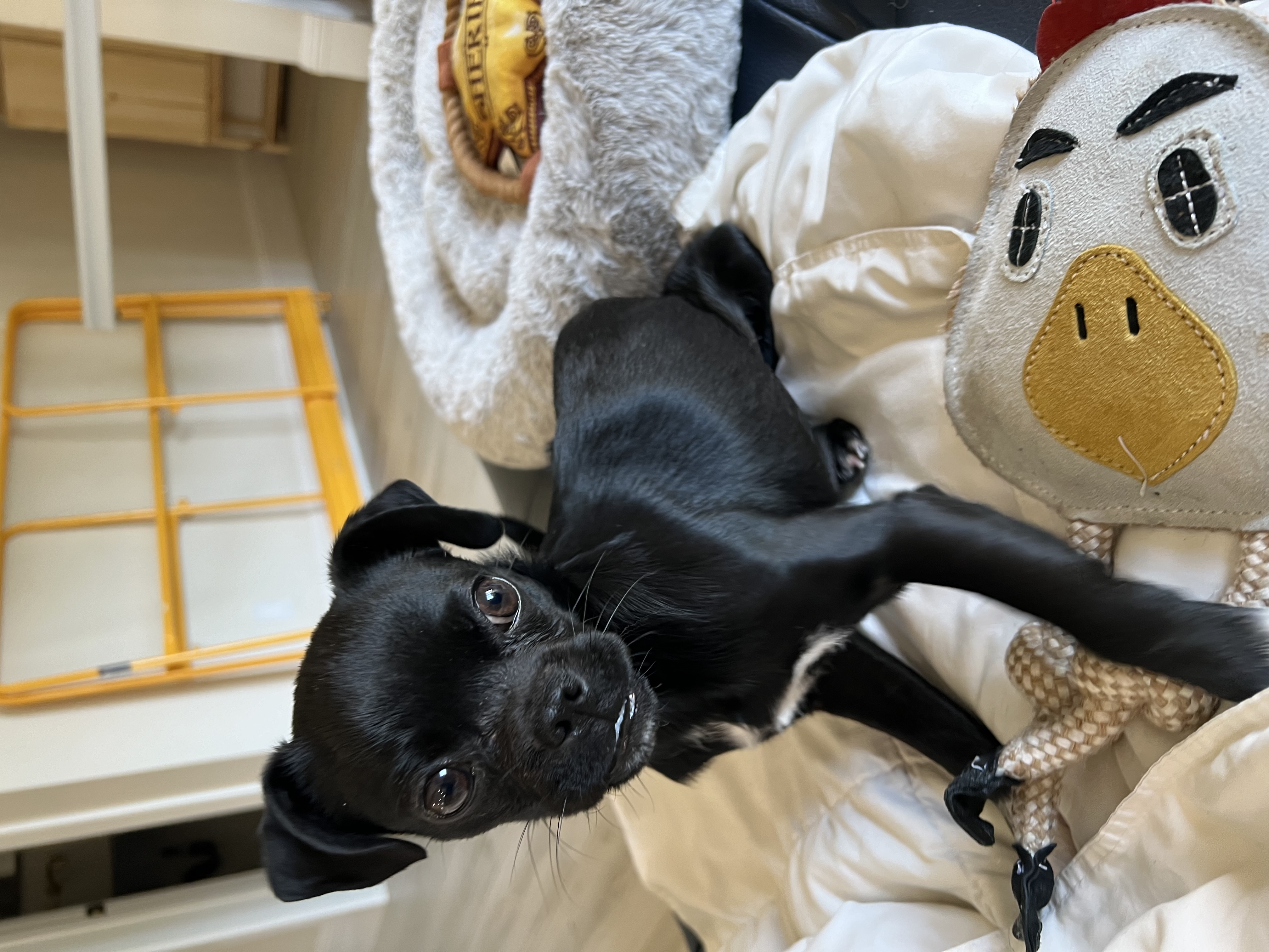 Pugsley, adopted, Young Female Chihuahua & Pug.