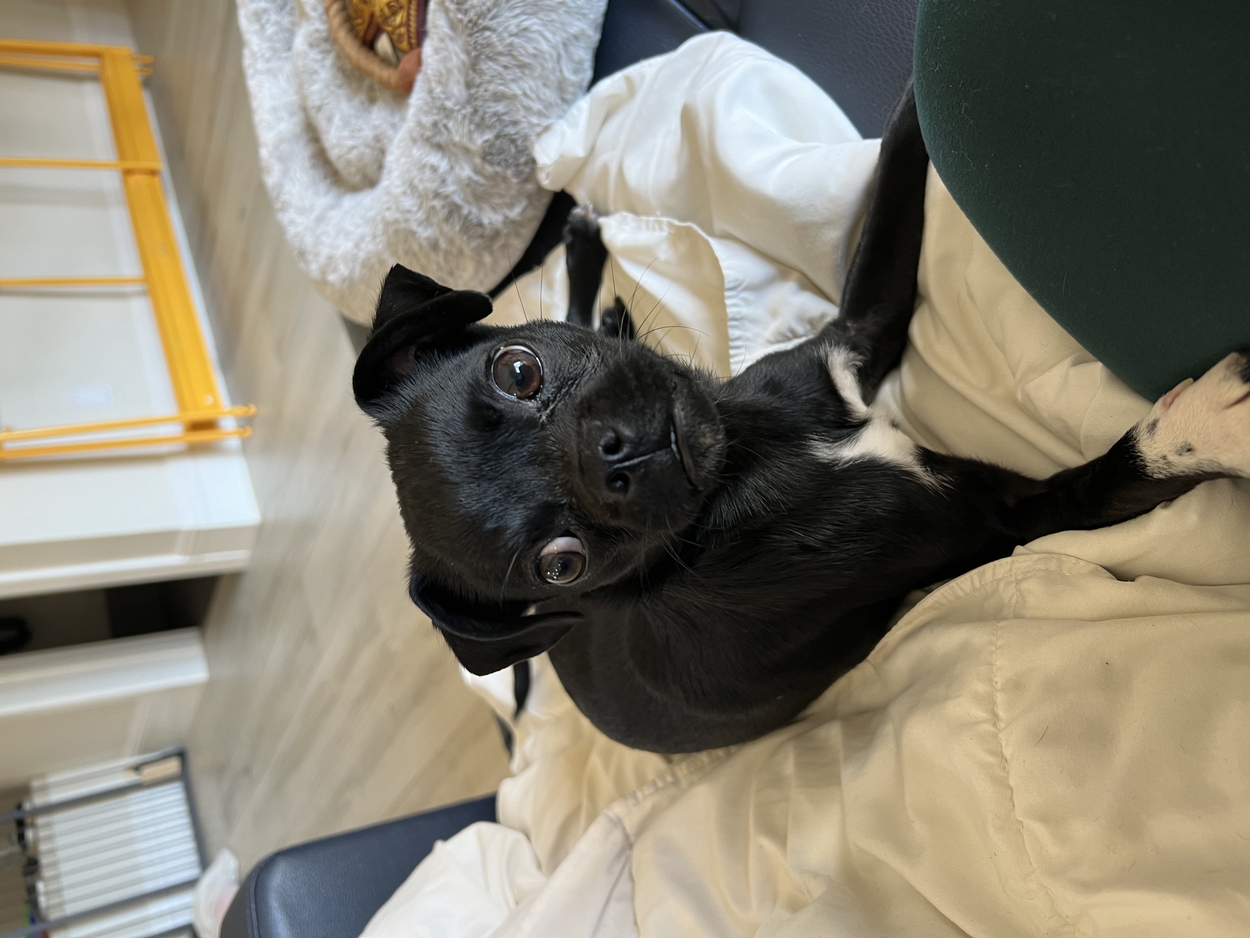 Enlarge Pugsley, an adopted mixed breed in Reno, NV image 2/7