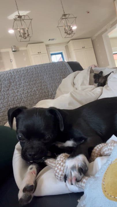 Enlarge Pugsley, an adopted mixed breed in Reno, NV video 3/7