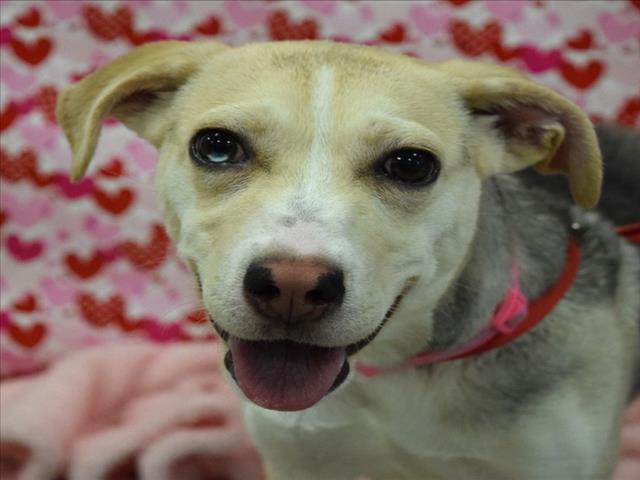 Enlarge DUNKER, a Adoptable mixed breed in Cookeville, TN image 1/1