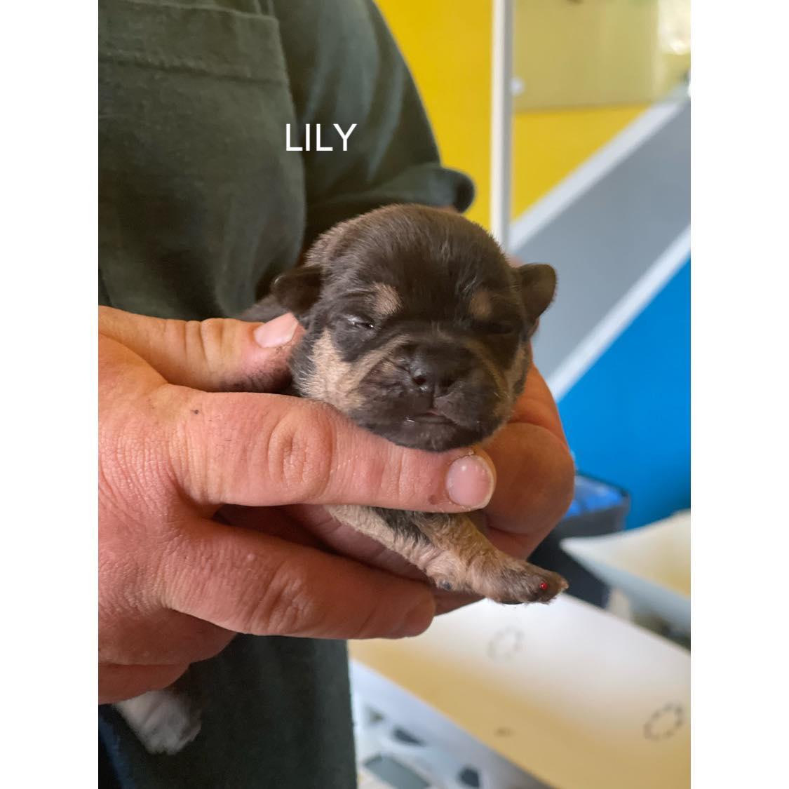 Lily, Adopted, Young Female French Bulldog.