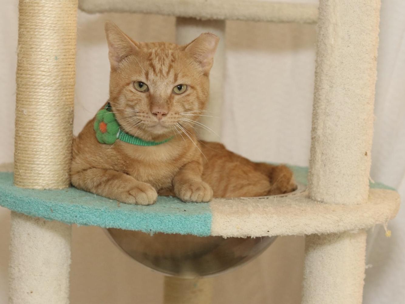 Enlarge Cheese Stick, an adopted Tabby in Houston, TX image 4/6