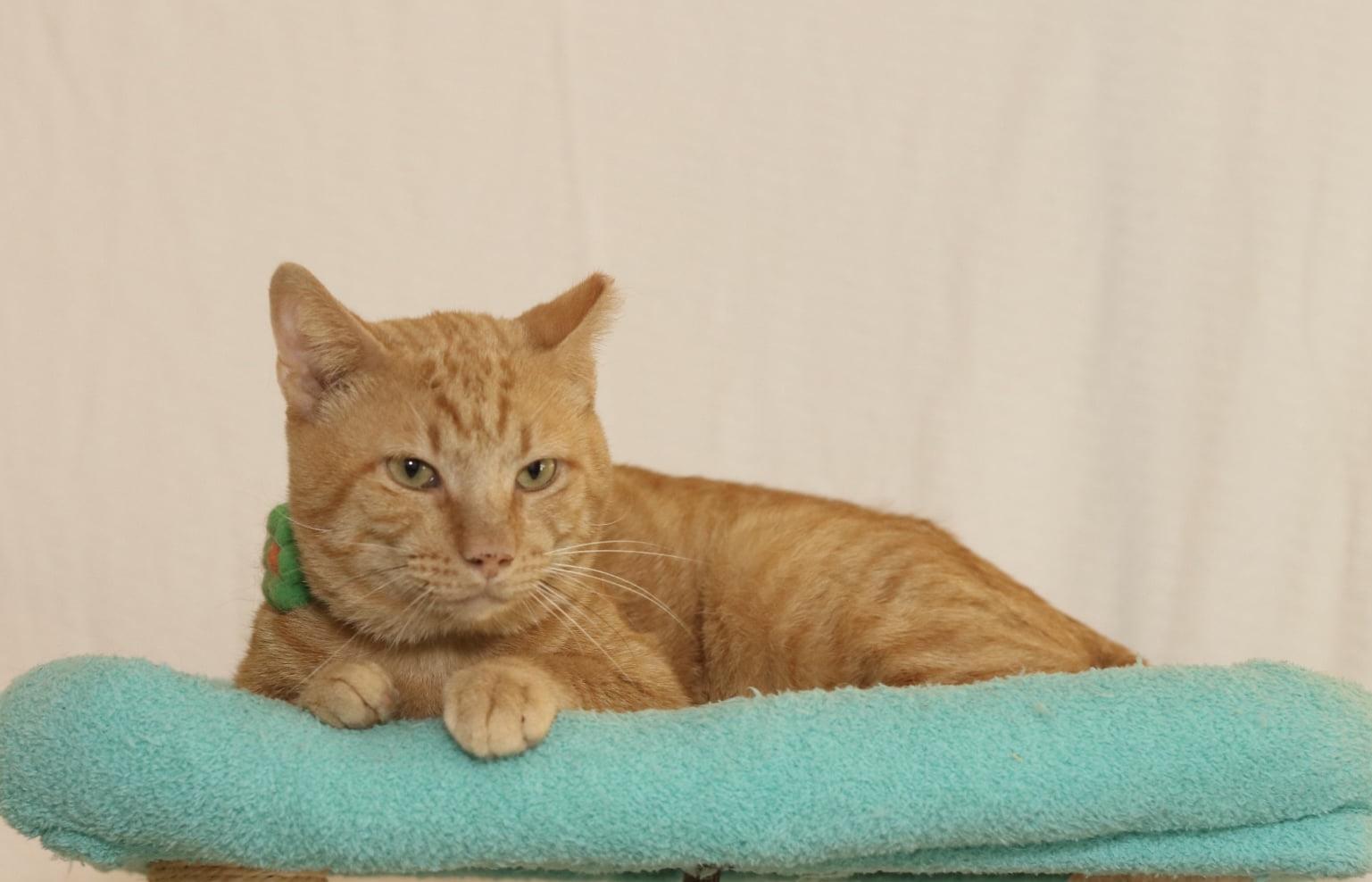 Enlarge Cheese Stick, an adopted Tabby in Houston, TX image 5/6