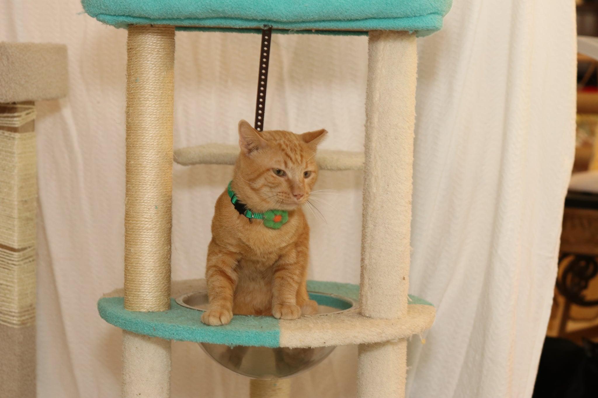 Enlarge Cheese Stick, an adopted Tabby in Houston, TX image 6/6